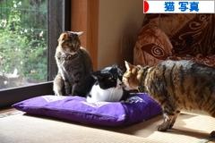 にほんブログ村 猫ブログ 猫 写真へ