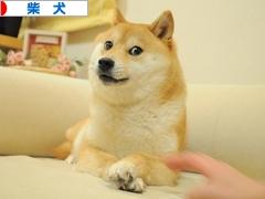 にほんブログ村 犬ブログ 柴犬へ